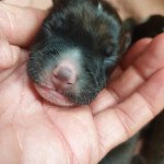 Femelle 4 Femelle Staffordshire bull terrier Femelle 4 Femelle Staffordshire bull terrier