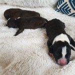 M1 Mâle Staffordshire bull terrier M1 Mâle Staffordshire bull terrier