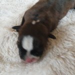 M2 Mâle Staffordshire bull terrier M2 Mâle Staffordshire bull terrier