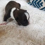 M3 Mâle Staffordshire bull terrier