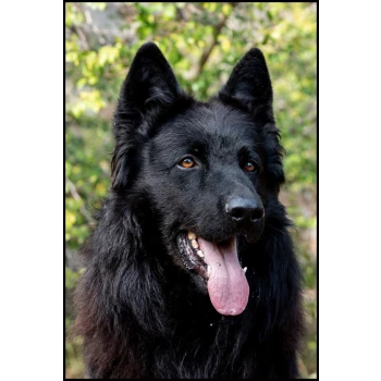 Elevage d'Altdeutsche Schäferhunde, berger allemand ancienne race à poil long et dos droit