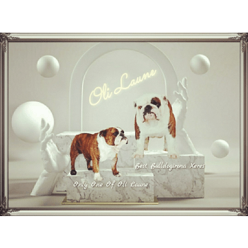 Oli Laune : élevage de chien Bulldog anglais chien-et-chiot.com