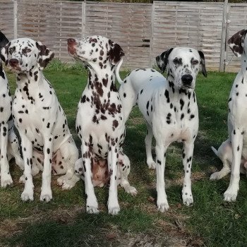 Dalmatien Du Clos De Patch