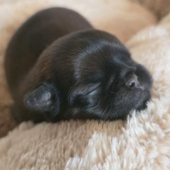 1er chiot (Portée Téquila Paf ❤ Titou 2026) - Femelle fauve masque noir Femelle Petit brabancon