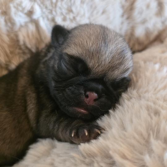 Blair Domaine de Lorien Femelle Carlin