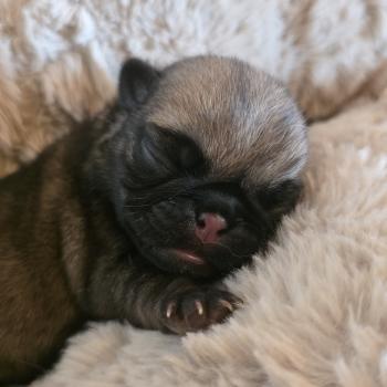 Blair Domaine de Lorien Femelle Carlin