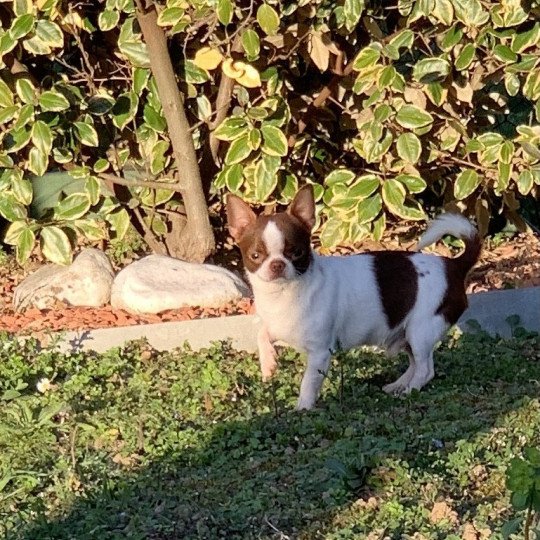 chien Chihuahua Poil Court Choco et Blanc Piccolo Versace des Minis Pepites Anna Chichi  