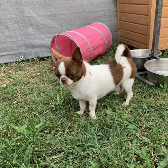 chien Chihuahua Poil Court Choco et Blanc Piccolo Versace des Minis Pepites Anna Chichi  