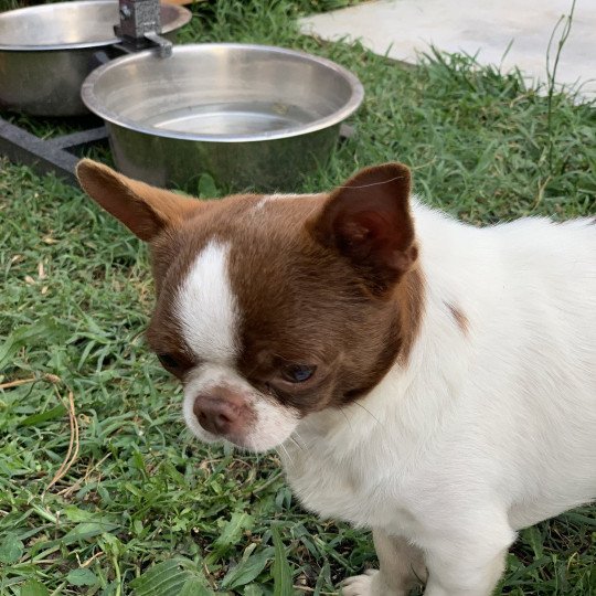chien Chihuahua Poil Court Choco et Blanc Piccolo Versace des Minis Pepites Anna Chichi  