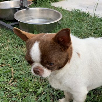 chien Chihuahua Poil Court Choco et Blanc Piccolo Versace des Minis Pepites Anna Chichi  