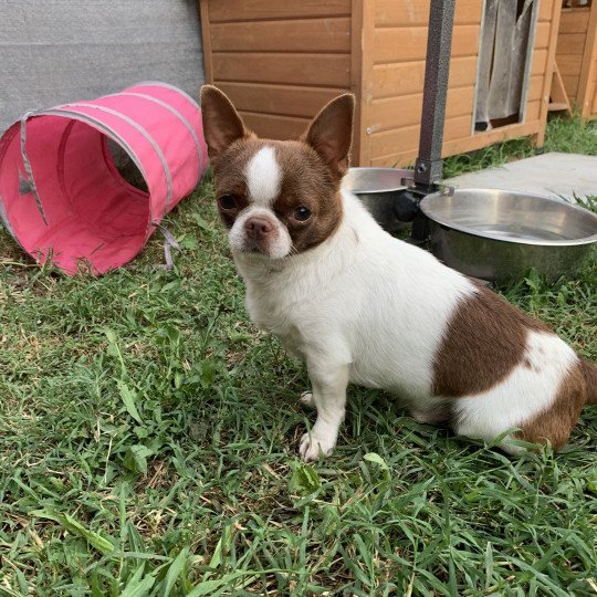 chien Chihuahua Poil Court Choco et Blanc Piccolo Versace des Minis Pepites Anna Chichi  