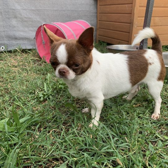 chien Chihuahua Poil Court Choco et Blanc Piccolo Versace des Minis Pepites Anna Chichi  