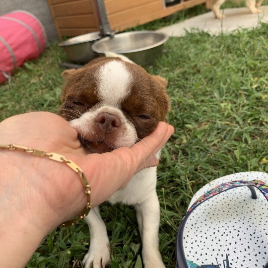 chien Chihuahua Poil Court Choco et Blanc Piccolo Versace des Minis Pepites Anna Chichi  
