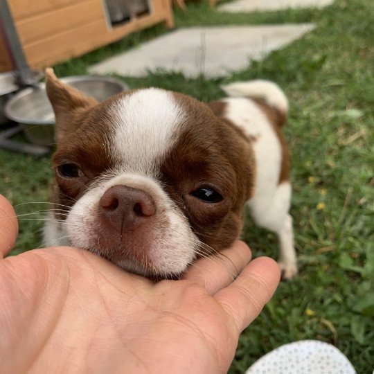 chien Chihuahua Poil Court Choco et Blanc Piccolo Versace des Minis Pepites Anna Chichi  