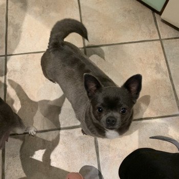 Pin'Up Femelle Chihuahua Poil Court