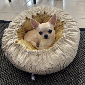 chien Chihuahua Poil Court Fauve Predator "JOY" Elevage de Chihuahua  