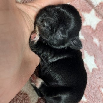 U' love Femelle Chihuahua Poil Court