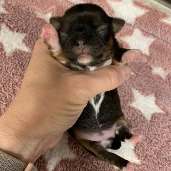 U'Bee Femelle Chihuahua Poil Court