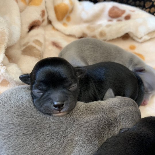 Saya Chien D Apparence Chihuahua Poil Court A Vendre