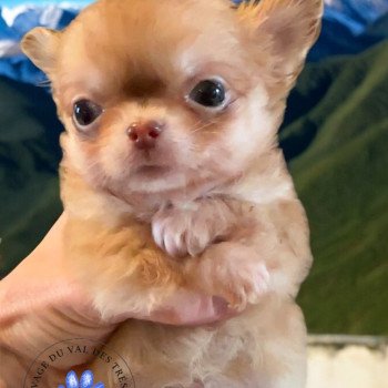 Cannelle Femelle Chihuahua Poil Long