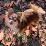 Pêche Femelle Chihuahua Poil Long Pêche Femelle Chihuahua Poil Long