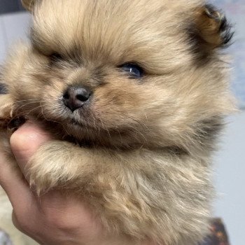 Sweet Heart Mâle Spitz allemand
