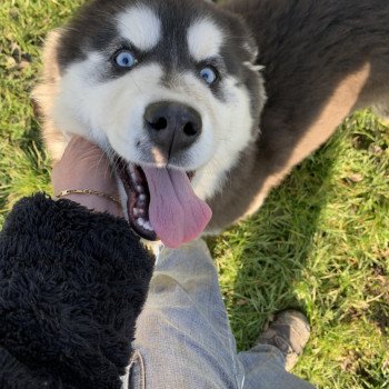 Naya Femelle Husky de siberie