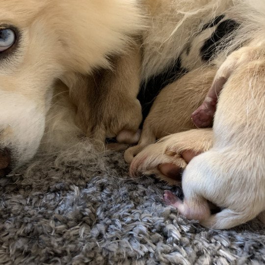 chiot Pomsky creme et blanc, choco dilué, pinto noir et blanc 5 Mâles et 1 Fifille pinto noir et blanche Elevage de Pomsky & Samsky  