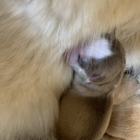 chiot Pomsky creme et blanc, choco dilué, pinto noir et blanc 5 Mâles et 1 Fifille pinto noir et blanche Elevage de Pomsky & Samsky  