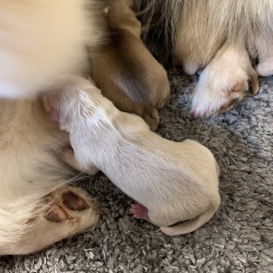 chiot Pomsky creme et blanc, choco dilué, pinto noir et blanc 5 Mâles et 1 Fifille pinto noir et blanche Elevage de Pomsky & Samsky  