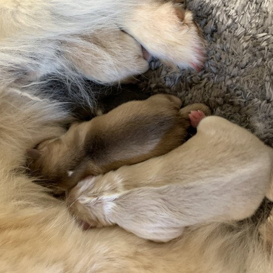 chiot Pomsky creme et blanc, choco dilué, pinto noir et blanc 5 Mâles et 1 Fifille pinto noir et blanche Elevage de Pomsky & Samsky  