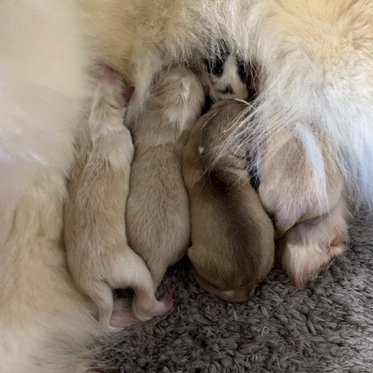 chiot Pomsky creme et blanc, choco dilué, pinto noir et blanc 5 Mâles et 1 Fifille pinto noir et blanche Elevage de Pomsky & Samsky  