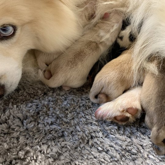 chiot Pomsky creme et blanc, choco dilué, pinto noir et blanc 5 Mâles et 1 Fifille pinto noir et blanche Elevage de Pomsky & Samsky  