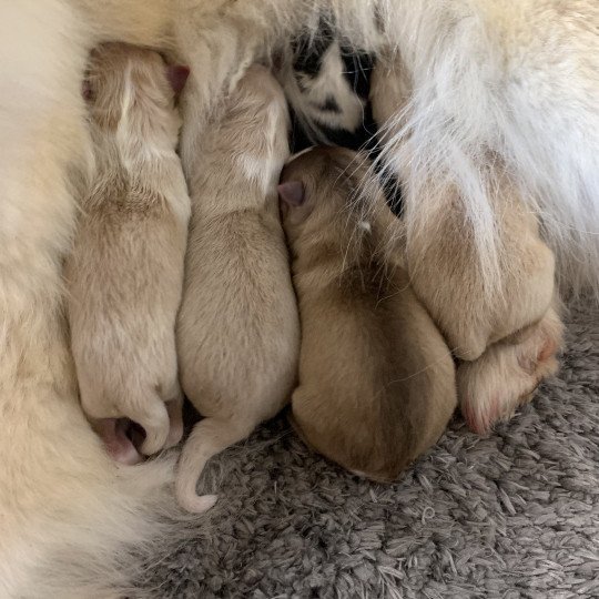 chiot Pomsky creme et blanc, choco dilué, pinto noir et blanc 4 Mâles et 1 Fifille pinto noir et blanche Elevage de Pomsky & Samsky  