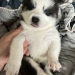 Flash Mâle Pomsky Flash Mâle Pomsky