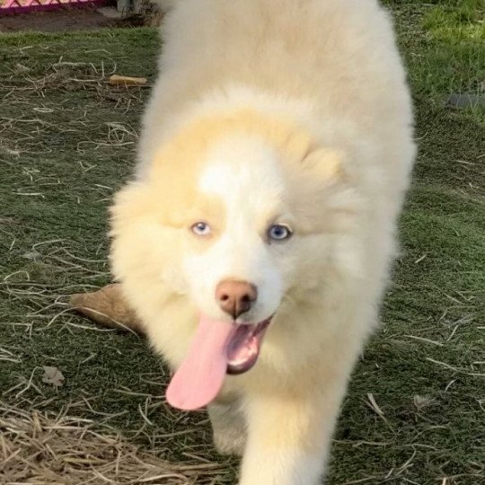 chien Pomsky Sable et Blanche Lovely Elevage de Pomsky & Samsky  