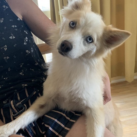 chien Pomsky Sable et Blanche Lovely Elevage de Pomsky & Samsky  