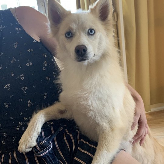 chien Pomsky Sable et Blanche Lovely Elevage de Pomsky & Samsky  