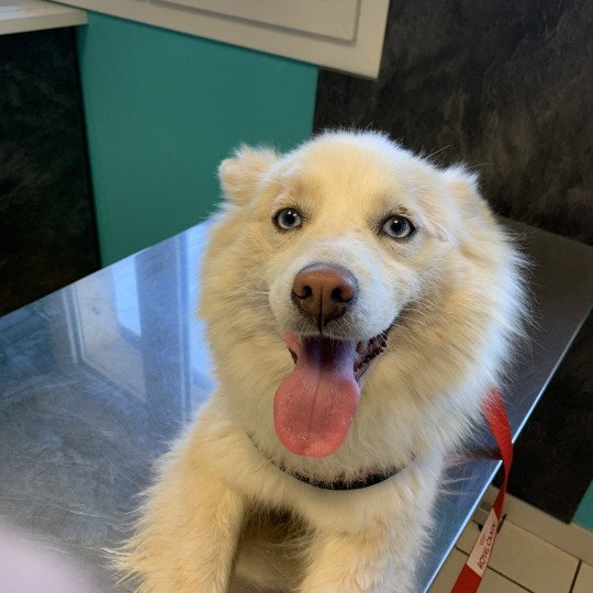 chien Pomsky Sable et Blanche Lovely Elevage de Pomsky & Samsky  