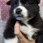 Mishka Femelle Pomsky Mishka Femelle Pomsky