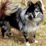 OREO Mâle Pomsky OREO Mâle Pomsky