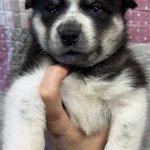 Ursula Femelle Pomsky Ursula Femelle Pomsky