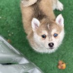 Éleveurs chien Samsky en France | chien-et-chiot.com
