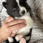 Willy Mâle Pomsky Willy Mâle Pomsky