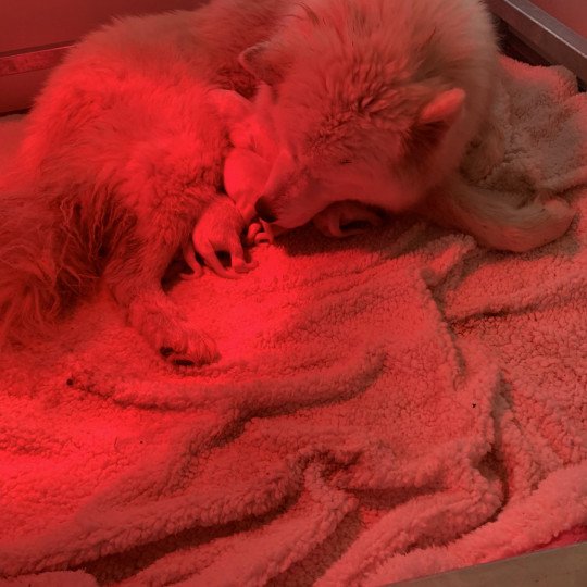 chiot Samsky blanc 8 Chiots Elevage de Pomsky & Samsky  