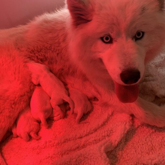 chiot Samsky blanc 8 Chiots Elevage de Pomsky & Samsky  