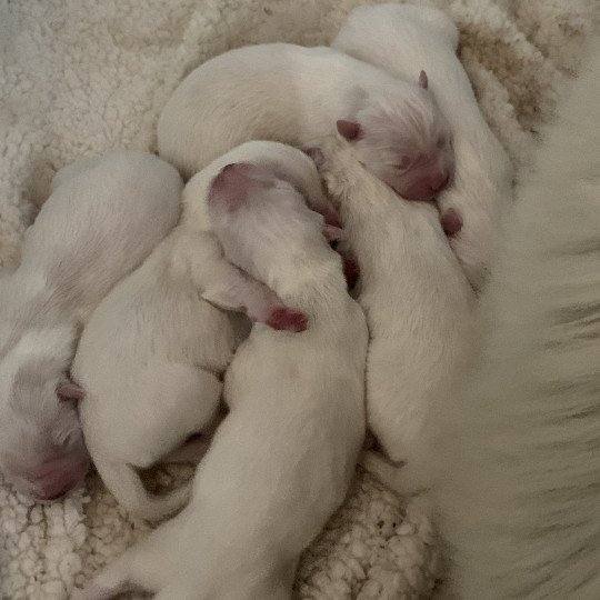 chiot Samsky blanc 8 Chiots Elevage de Pomsky & Samsky  