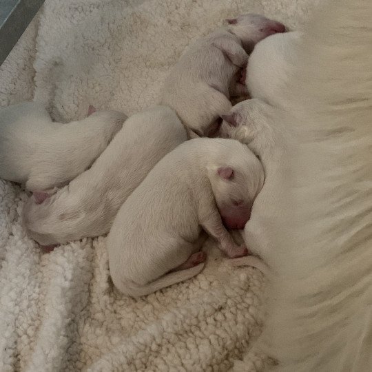 chiot Samsky blanc 8 Chiots Elevage de Pomsky & Samsky  
