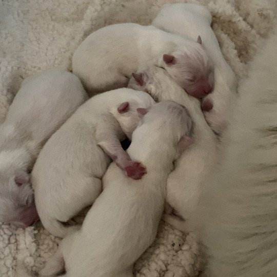 chiot Samsky blanc 8 Chiots Elevage de Pomsky & Samsky  