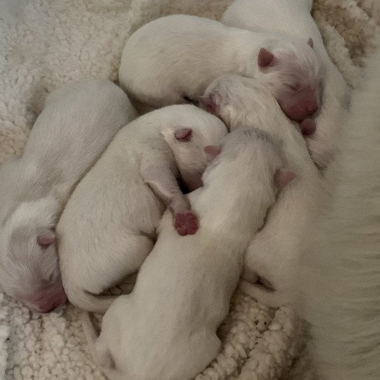 chiot Samsky blanc 8 Chiots Elevage de Pomsky & Samsky  